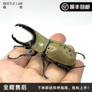 长戟大兜虫宠物甲虫昆虫成虫幼虫活体独角仙 美西白兜