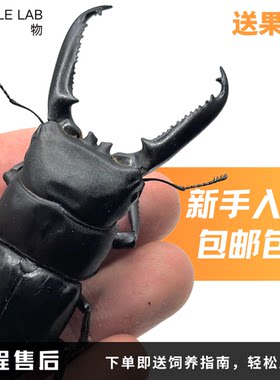 【中华扁锹】大扁锹锹甲宠物甲虫昆虫成虫幼虫活体独角仙虫物