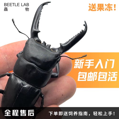 【中华扁锹】大扁锹锹甲宠物甲虫昆虫成虫幼虫活体独角仙虫物