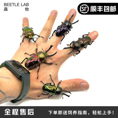 彩虹锹甲甲虫宠物甲虫虫物锹形虫