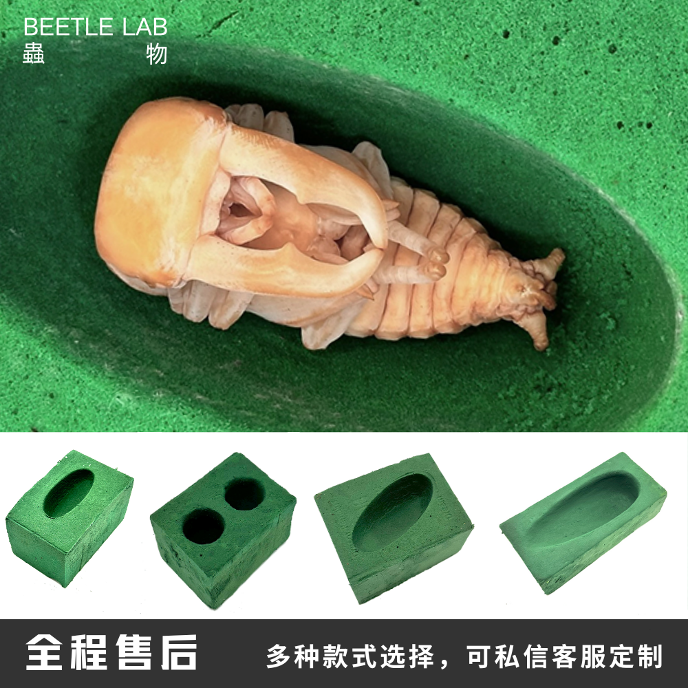 人工蛹室化蛹羽化甲虫蛹室