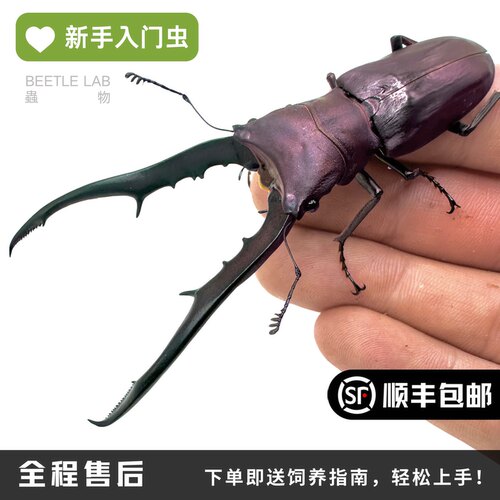 美他力弗细身赤锹甲宠物甲虫