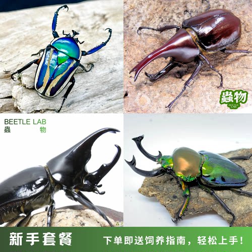 【虫物Lab】独角仙彩虹锹甲虫宠物昆虫活体成虫幼虫子家养甲壳虫
