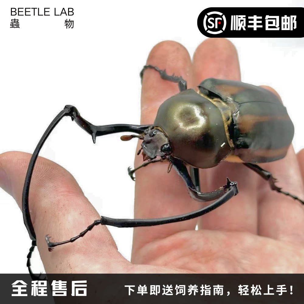 【西瓜皮臂金龟】长臂金龟大兜锹甲宠物甲虫成虫幼虫活体