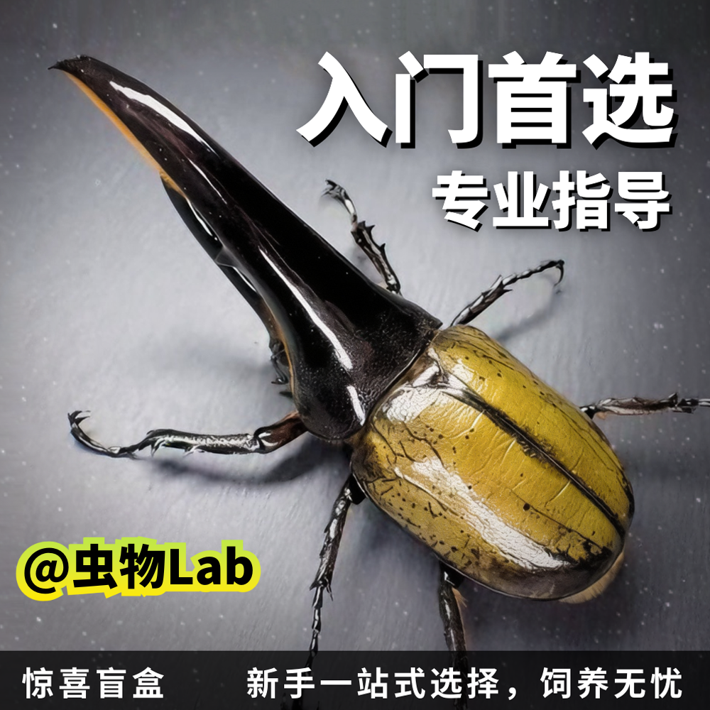 【新手入门】甲虫任意成幼虫长戟毛象南洋大兜彩虹独角仙锯鬼锹甲,宠物/宠物食品及用品,特色爬宠/鸣虫,淘宝优惠券,粉丝福利购,淘宝优惠卷