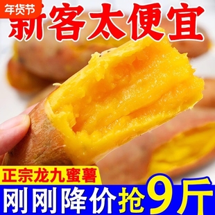 正宗沙地黄心蜜薯现挖龙九番薯新鲜地瓜板栗红薯山芋批发香甜自提
