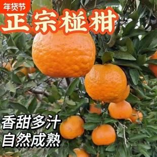 湘西桔子正宗乌龙山高山椪柑爆汁当季新鲜芦柑桔子橘子碰柑现发