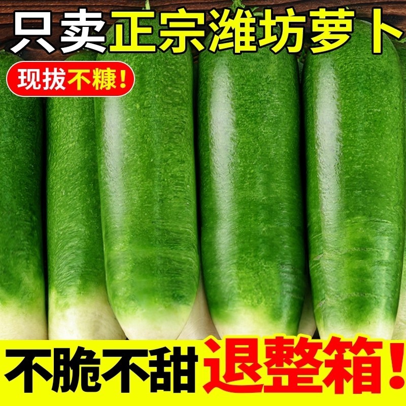 2025年天津沙窝萝卜正宗水果萝卜新鲜生吃脆甜不辣青萝卜产地直发