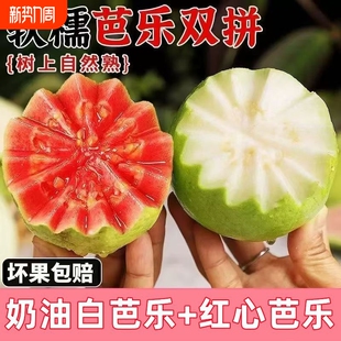 包邮 红玫瑰番石榴新鲜水果 果冻软心 5斤奶油 福建漳州芭乐双拼4.5