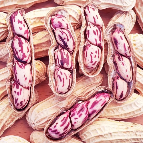 云南七彩野地花生新货带壳熟花生黑花生五彩花生水果花生种子