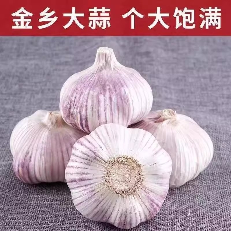 大蒜新干蒜白皮皮大蒜头当季蔬菜农家蒜种籽蒜瓣包邮新鲜鲜蒜自种