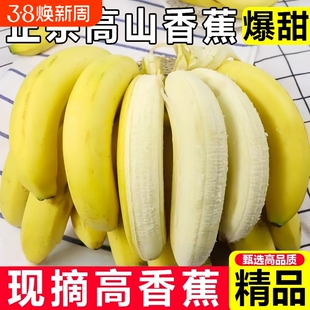 优质云南自然青皮高山现摘香蕉正宗新鲜甜糯水果当季自提热带产地