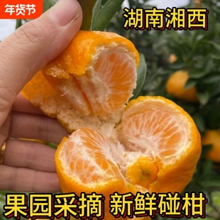 湘西碰柑新鲜甜柑橘大橘子芦柑当季孕妇儿童水果整箱批发果园采摘