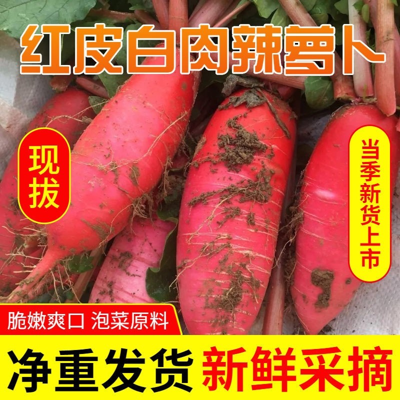 红皮萝卜农家自种红萝卜新鲜水萝卜泡菜专用现拔现发蔬菜当季
