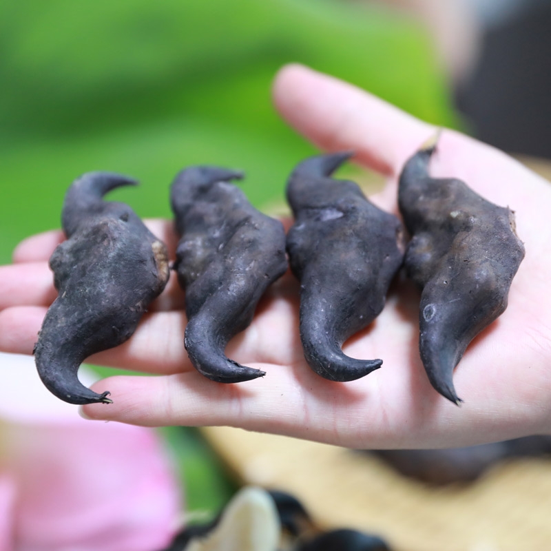 2025年新鲜菱角老菱角洪湖现摘