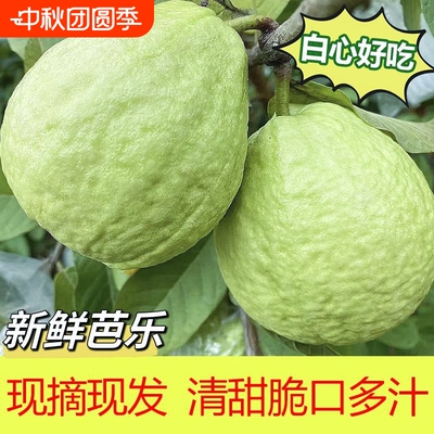 广西白心芭乐番石榴特产5斤新鲜包邮 现摘现发。送酸梅粉