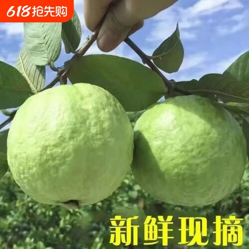 5斤脆甜芭乐番石榴清甜珍珠桃白心老树南方特产应季新鲜水果现摘