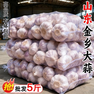 大蒜头2026金乡大蒜新干当季鲜蔬菜批发紫皮特大果干蒜农家自种