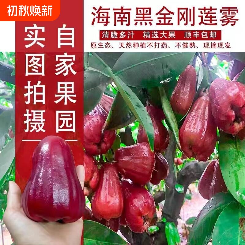 顺丰空运海南特产黑金刚莲雾大果莲雾果新鲜水果年货送礼品礼盒装