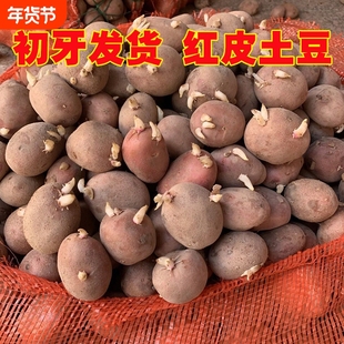 土豆种子马铃薯红皮黄心发芽土豆种云南农家自种秋冬季老品种洋芋