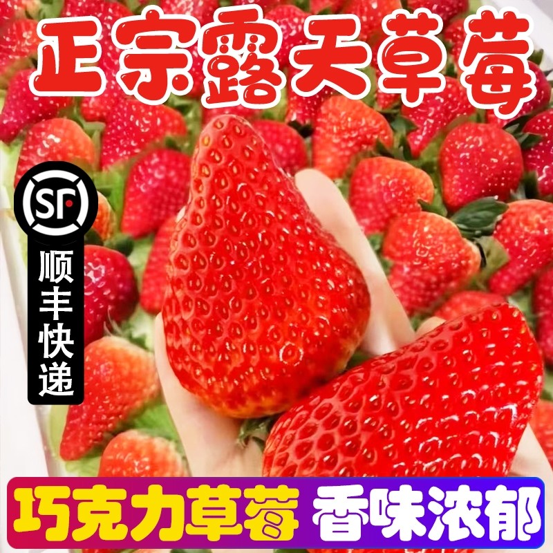 大凉山露天草莓新鲜奶油红颜嘎嘎正宗顺丰现摘大果巧克力采摘红色