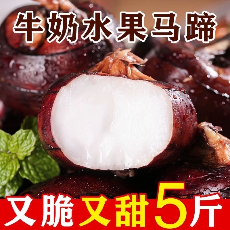 新鲜马蹄果荸荠农家自种新鲜地栗地梨现挖现发水果蔬菜多汁当季