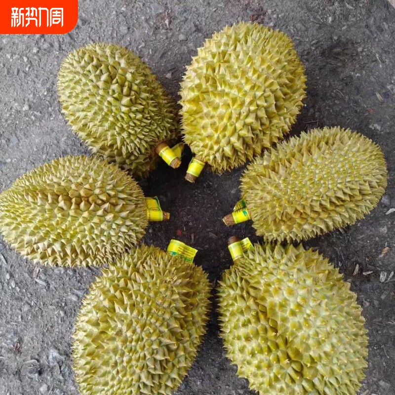 顺丰泰国进口金枕榴莲鲜果带壳一整个新鲜直达包邮到家果肉