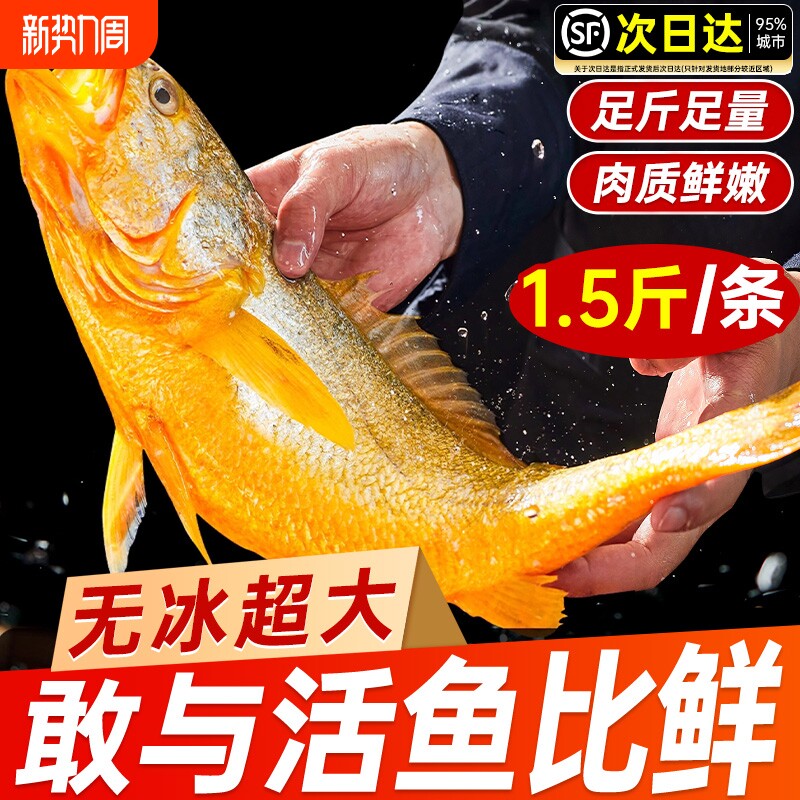 黄花鱼新鲜冷冻深海大黄鱼生鲜海鲜水产小黄鱼鲞鲜活海鱼整箱商用