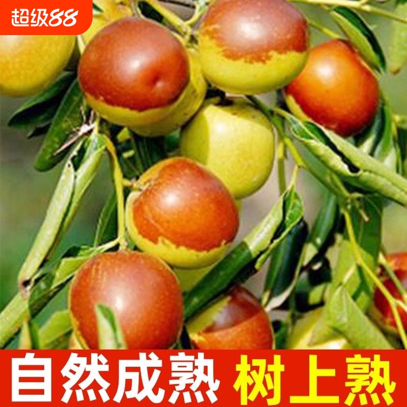 应季沾化二代冬枣当季爱吃水果特大脆甜青红冰糖冬枣整箱包邮
