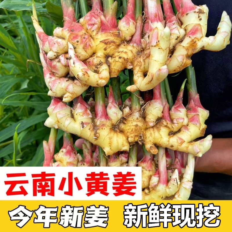 正宗云南小黄姜新鲜老姜九斤月子姜南姜农家现挖干姜生姜批发包邮