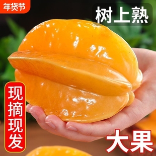 五斤现摘现发甜杨桃水果新鲜批发降火应季树上熟大果