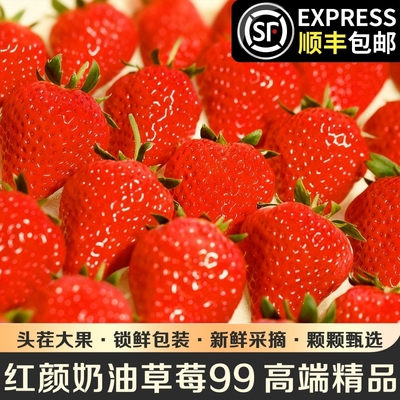 抢鲜99草莓红颜牛奶大草莓新鲜现摘水果当季整箱顺丰包邮