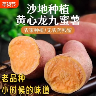 正宗沙地黄心蜜薯现挖龙九番薯新鲜地瓜板栗红薯山芋批发香甜自提