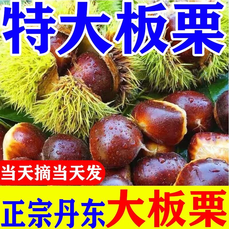 新鲜板栗生栗子超大号丹东板栗非油毛栗子蔬菜批发价整箱包邮现摘