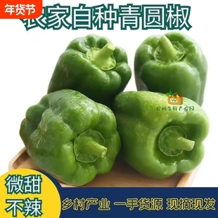 山东青圆椒太空椒甜椒大辣椒蘸酱五彩椒新鲜蔬菜包邮青椒鲜辣椒