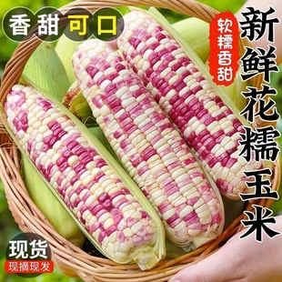 正宗广西新鲜花糯玉米5斤现摘当季花甜糯玉米苞谷嫩玉米棒子蔬菜9