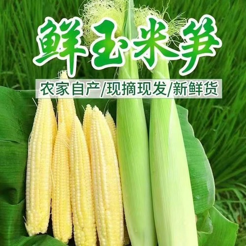 新鲜玉米笋炒菜食用|千人加购