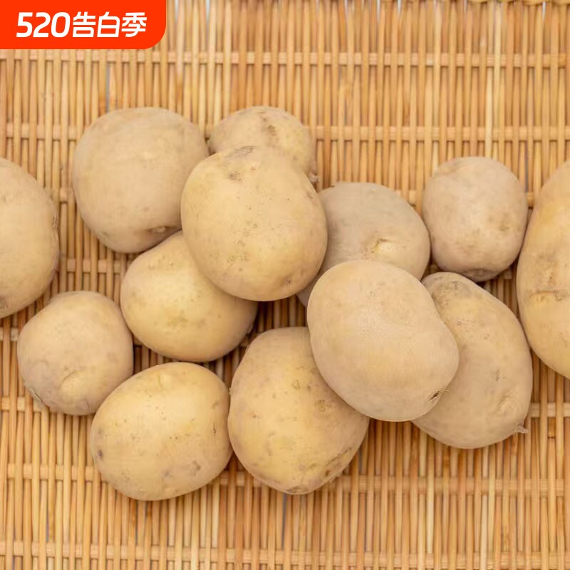 当季新鲜土豆黄心马铃薯农家自种现挖本地贵州高山洋芋