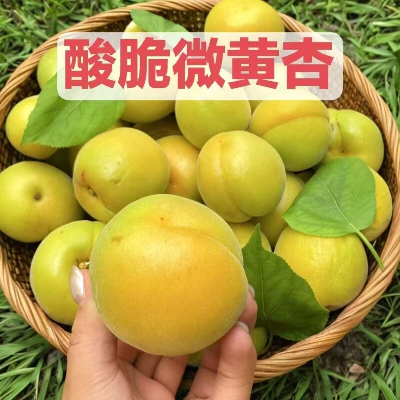 【微黄头茬果园杏子】新鲜水果酸爽孕妇当季金太阳整箱批发包邮
