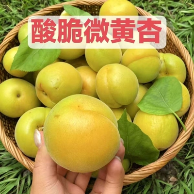 【微黄头茬果园杏子】新鲜水果酸爽孕妇当季金太阳整箱批发包邮