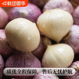 独头蒜云南大理新鲜应季5斤紫皮大蒜现挖现发农家优质特大果蔬菜
