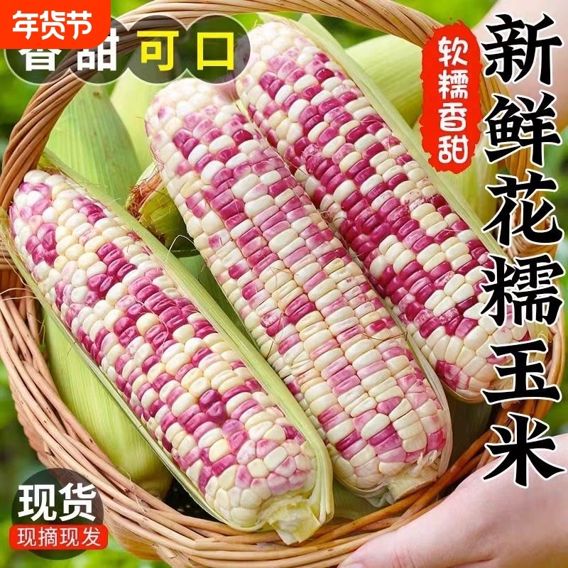 正宗广西新鲜花糯玉米5斤现摘当季花甜糯玉米苞谷嫩玉米棒子蔬菜9