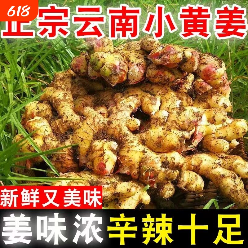 云南正宗小黄姜新鲜生姜嫩子姜仔姜野生月子姜老鲜姜农家蔬菜批发