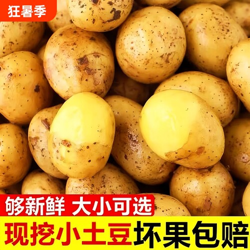 田间直发新土豆水分充足炒菜绵软