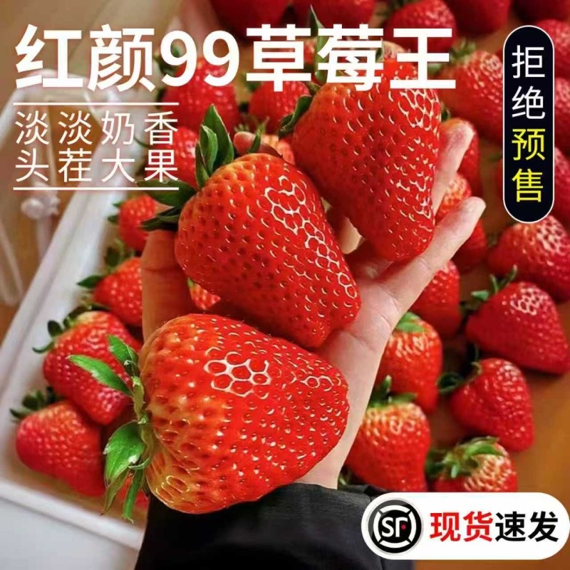 正宗红颜奶油草莓3斤5斤牛奶大奶油新鲜水果礼盒当季整箱包邮顺丰,水产肉类/新鲜蔬果/熟食,草莓,淘宝优惠券,粉丝福利购,淘宝优惠卷