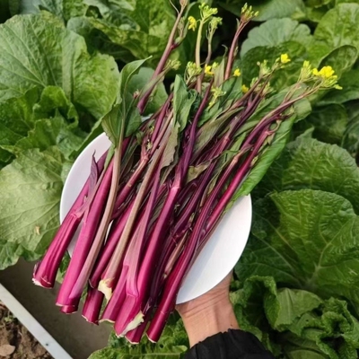 贵州广菜苔红菜苔紫菜苔