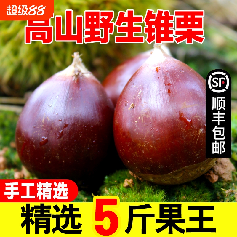 建瓯新鲜锥栗锥栗新鲜锥栗
