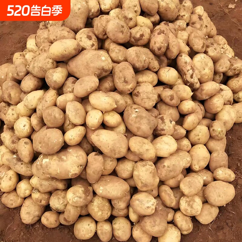贵州毕节今年新黄心土豆马铃薯黄皮农家种植现挖新鲜洋芋