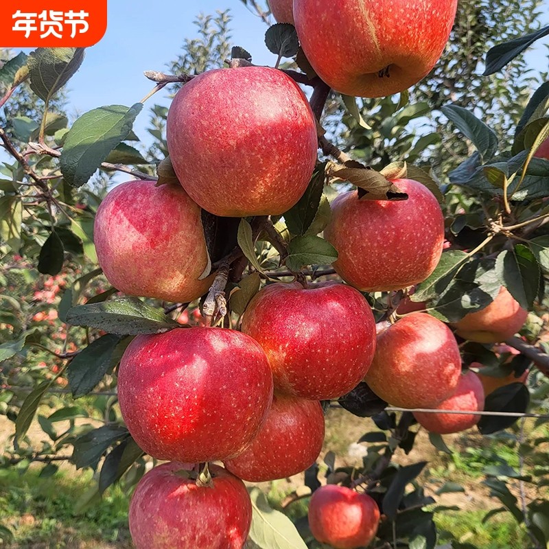 正宗山东烟台红富士苹果新鲜水果栖霞当季脆甜应季整箱产地直发,水产肉类/新鲜蔬果/熟食,苹果,淘宝优惠券,粉丝福利购,淘宝优惠卷