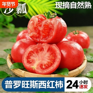 正宗普罗旺斯西红柿沙瓤水果番茄蔬菜现摘新鲜自然熟生吃粉果超甜